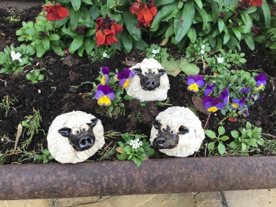 Sheep